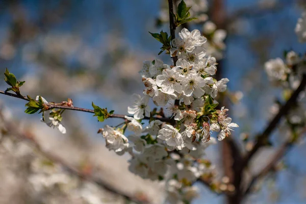 春に鳥桜が咲きます 鳥桜の春の花 春鳥桜の花 春に鳥桜の花を咲かせます — ストック写真