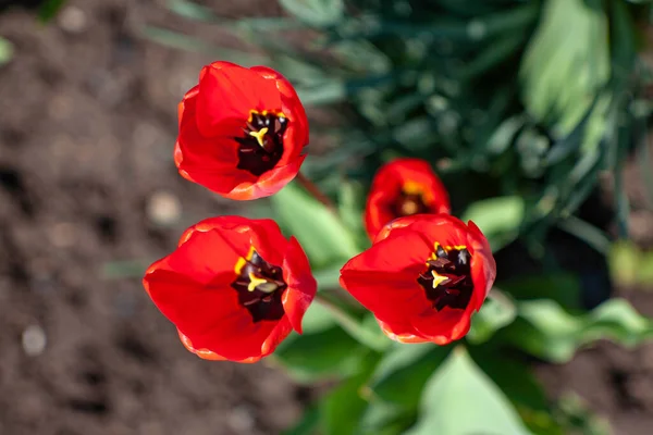Красивые Красные Тюльпаны Которые Растут Моем Саду — стоковое фото