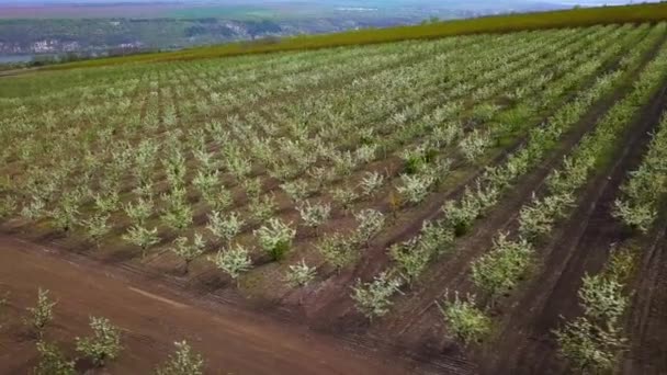 Vídeo Naturaleza Aérea Vuelo Sobre Jardín Manzana Primavera — Vídeos de Stock