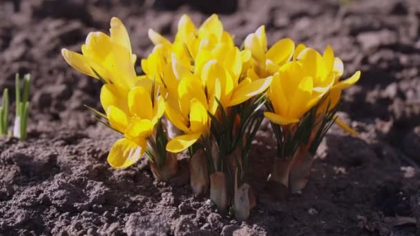 Crocos Amarelos Abelha Dia Ensolarado Pré Escolar Primavera — Vídeo de Stock