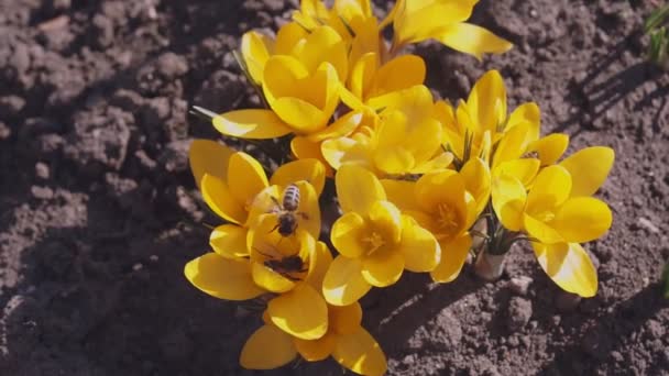 Κίτρινα Κρουστά Και Μέλισσα Την Ηλιόλουστη Μέρα Προσχολική Άνοιξη — Αρχείο Βίντεο