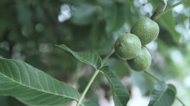 Şube kabuğuna ceviz. Yeşil ceviz bahçesinde ağacı dalı. Ceviz dalı. Fındık ağacı üzerinde. Olgunlaşmamış ceviz
