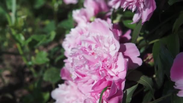 Blommande Buske Med Rosa Stora Pion Blommor Skytte Grumligt Väder — Stockvideo