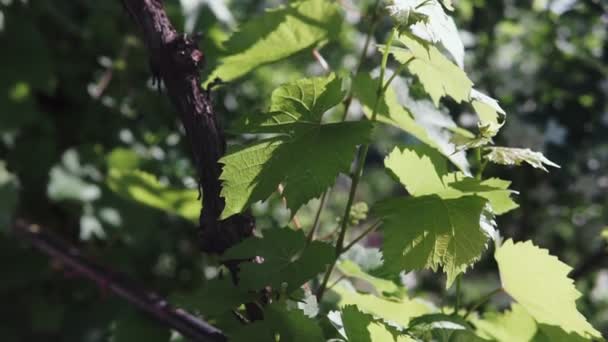 细长藤蔓上有叶子的未成熟的小葡萄束 — 图库视频影像