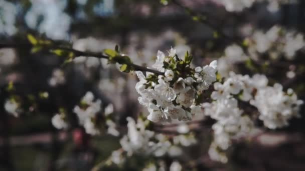 Beyaz Çiçekler Kiraz Ağacı Nda Çiçek Açıyor Bahar Konsepti — Stok video
