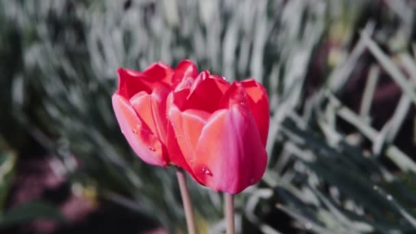 Vackra Röda Tulpaner Solig Dag Röda Tulpaner Blommor Blommar Trädgård — Stockvideo