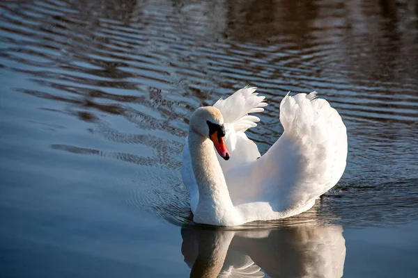 Perfil Cisne Branco Lago Nebuloso Azul — Fotografia de Stock