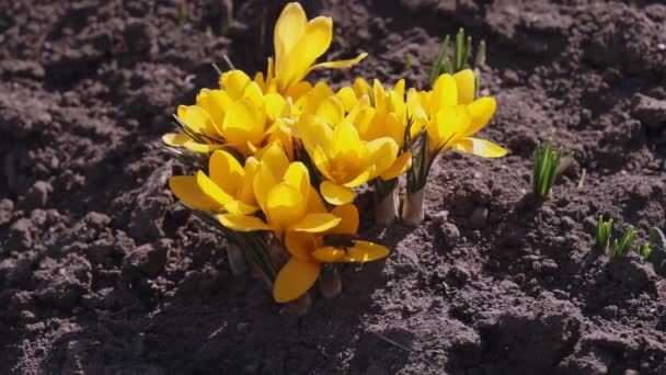 Gelbe Krokusse Und Bienen Sonnigen Tag Frühlingskindergarten — Stockvideo