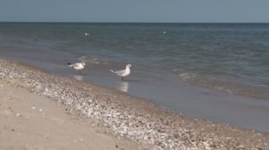 Deniz kıyısına karşı martılar. Sahilde oturan beyaz kuş martısının yakın görüntüsü. Doğal su ve kum arka planına sahip vahşi martı..