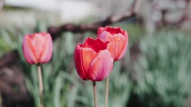 Güneşli bir günde güzel kırmızı laleler, bahçede açan kırmızı laleler, parkta bir grup kırmızı lale. Bahar manzara, kırmızı lale arka plan.