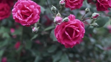 Güzel pembe gül çiçek gül bahçesinde
