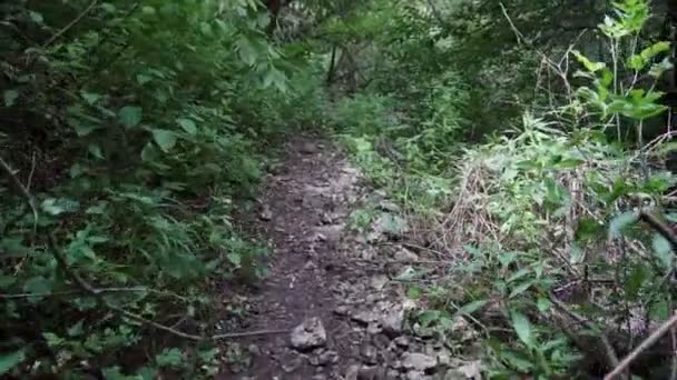 森の中の小道をリラックスした散歩 ステディカムショット — ストック動画