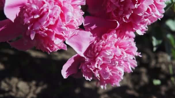 夏の曇りの日に撮影ピンクの大きなピオニーの花と開花茂み — ストック動画