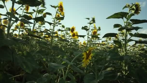 Соняшникове Поле Яскраве Соняшникове Поле Крупним Планом Багатьма Жовтими Квітами — стокове відео