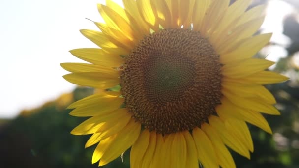 Champ de tournesol. Champ de tournesol vibrant gros plan avec de nombreuses fleurs jaunes, panorama en été .