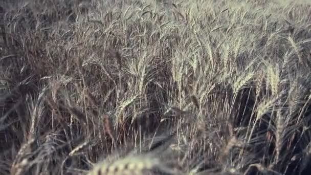 Tarweveld Gouden Oren Van Tarwe Het Veld Achtergrond Van Rijpende — Stockvideo