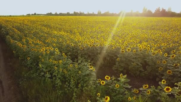 Luftaufnahme Eines Großen Sonnenblumenfeldes Mit Einer Schönen Goldenen Farbe Blüht — Stockvideo