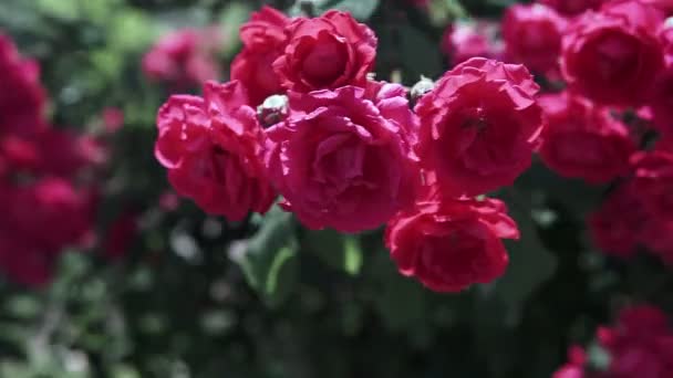 Schöne Rosa Rosen Blühen Rosengarten — Stockvideo