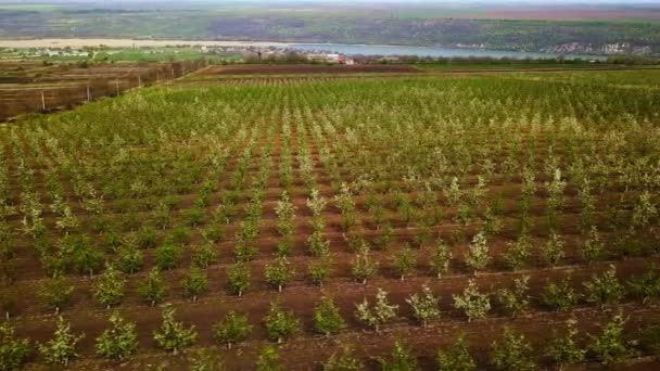 Vídeo Natureza Aérea Voo Sobre Jardim Maçã Primavera — Vídeo de Stock