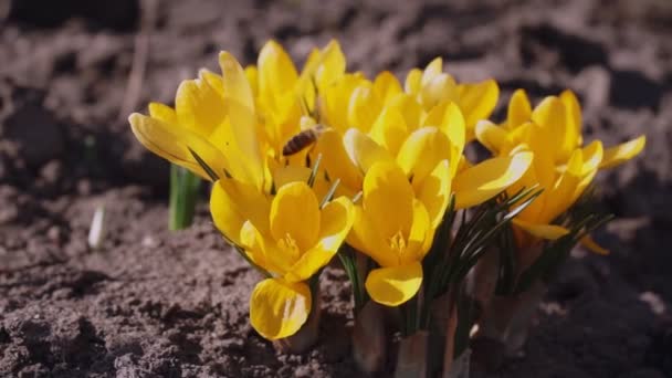 Gele krokussen en bij op zonnige dag. Voorjaar kleuterschool. — Stockvideo