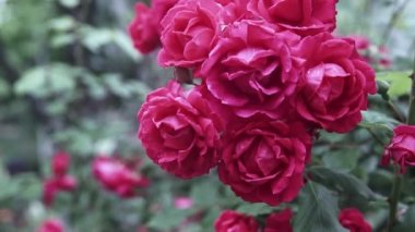 Güzel pembe gül çiçek gül bahçesinde