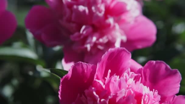 Квітучий кущ з рожевими великими півоніями, що стріляють в похмуру погоду влітку . — стокове відео