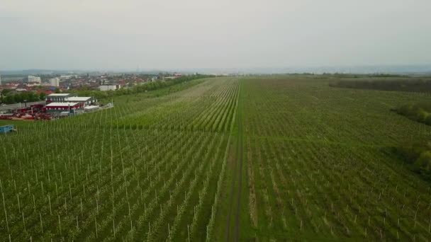 Naturvideo aus der Luft. Flug über den Frühlingsapfelgarten. — Stockvideo