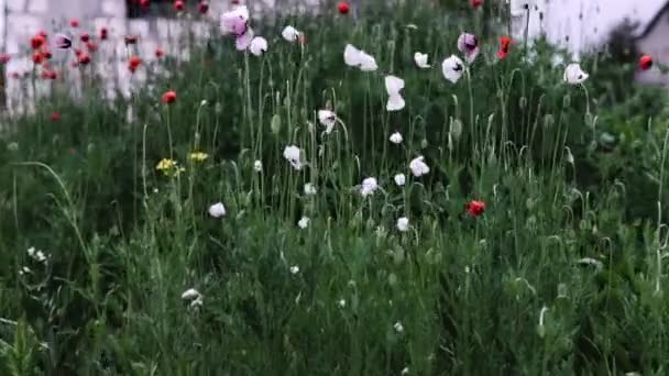 Białe kwiaty maku na polu w czasie wiosny, zbliżenie. — Wideo stockowe
