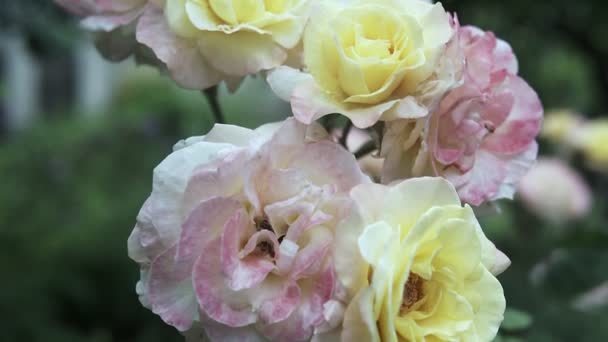 白いバラの花のHDビデオ映像.白い花は庭でクローズアップ。自然の背景を持つ鮮やかな白い花のクローズアップ. — ストック動画