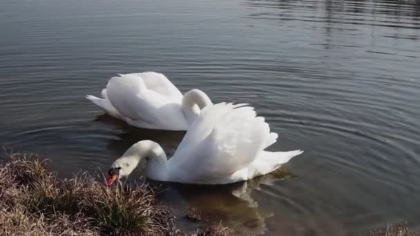 Ένα ζευγάρι των Κύκνων στο νερό μπλε λίμνη — Αρχείο Βίντεο