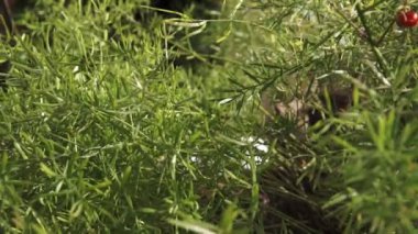 Asparagus eğreltiotu, Tilki Kuyruğu eğreltiotu (Asparagus yoğunflorus), taze yeşil ince yapraklar, seçici odak yeşil arka plan