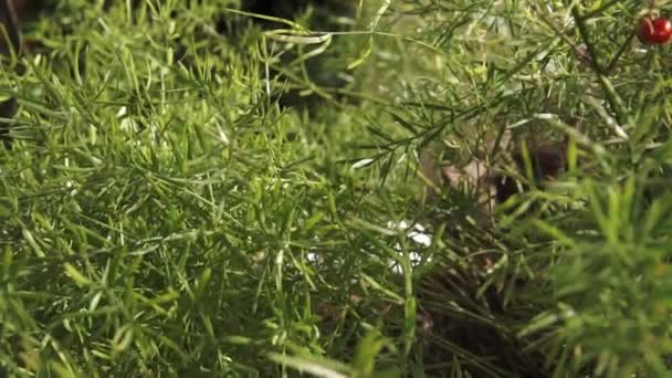 閉じるアスパラガスシダ フォックスタイルシダ アスパラガスDensiflorus 新鮮な緑の細かい葉 選択的なフォーカス緑の背景 — ストック動画