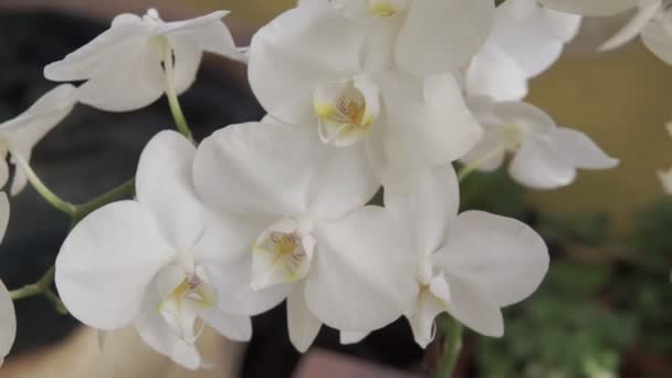 蘭の美しい小花 ハウス植物 蘭の花を閉じます 自宅で美しい植物 極端なクローズアップビューでの家庭用花や花のケア — ストック動画