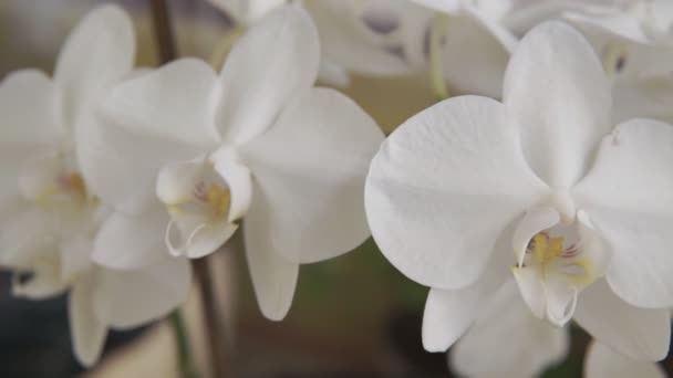 蘭の美しい小花 ハウス植物 蘭の花を閉じます 自宅で美しい植物 極端なクローズアップビューでの家庭用花や花のケア — ストック動画