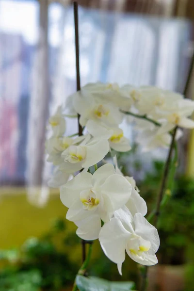 蘭の美しい小花 ハウス植物 蘭の花を閉じます 自宅で美しい植物 極端なクローズアップビューでの家庭用花や花のケア — ストック写真