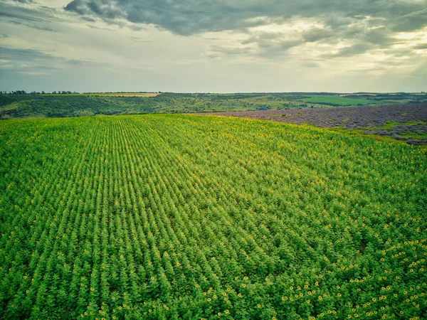 Aerial Flying Blooming Yellow Sunflowers Field Blue Cloudless Sky Bunga — Stok Foto