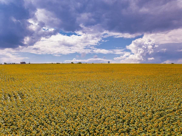 Voando Aéreo Sobre Florescendo Campo Girassóis Amarelos Com Céu Azul — Fotografia de Stock