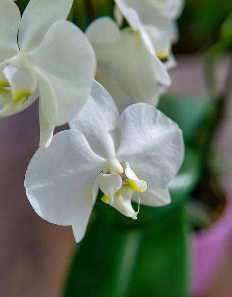 美丽的兰花沙沙声 室内植物 开花兰花特写 漂亮的植物在家里 家庭花卉和花卉护理的特写镜头 — 图库照片