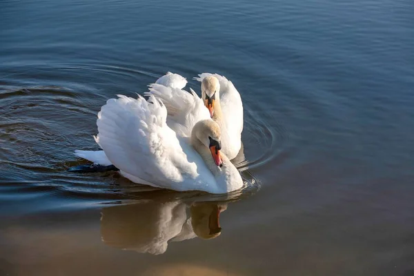 Par Cisnes Água Lago Azul — Fotografia de Stock