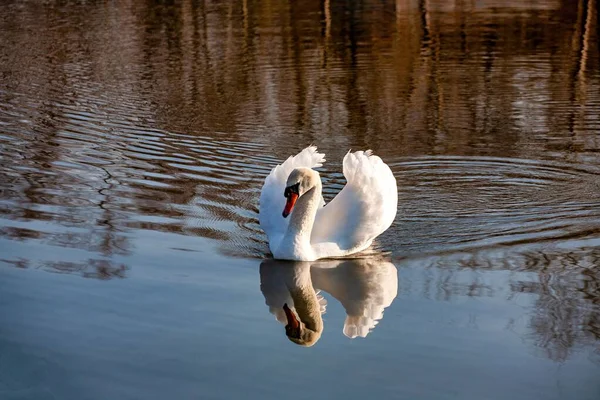 Perfil Cisne Blanco Sobre Lago Azul Brumoso — Foto de Stock