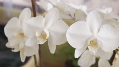 Güzel bir orkide kabuğu. Flora Hanesi, çiçek açan orkide, yakın plan. Evdeki güzel bitki. Ev çiçekleri ve çiçek bakımı çok yakından görülür..