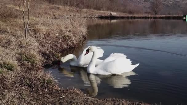 Par Cisnes Água Lago Azul — Vídeo de Stock