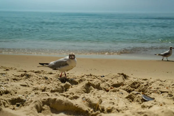 Möwenporträt Vor Der Küste Nahaufnahme Der Weißen Vogelmöwe Die Strand — Stockfoto