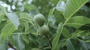Şube kabuğuna ceviz. Yeşil ceviz bahçesinde ağacı dalı. Ceviz dalı. Fındık ağacı üzerinde. Olgunlaşmamış ceviz