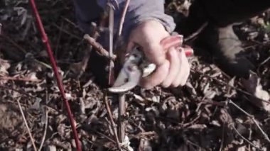 Bahar budama sarmaşığı eski bir makas. Üzüm bağı. Kapat.