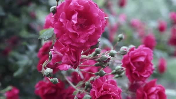 Belles Roses Roses Fleurissent Dans Roseraie — Video
