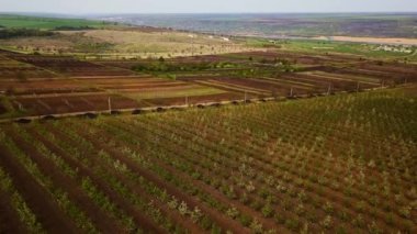 Havadan doğa videosu. Bahar elma bahçesi üzerinde Uçuş.