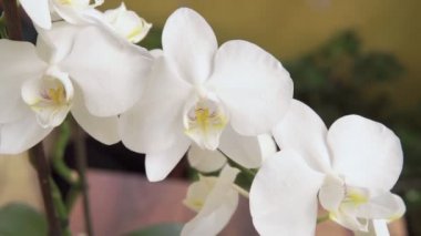 Güzel bir orkide kabuğu. Flora Hanesi, çiçek açan orkide, yakın plan. Evdeki güzel bitki. Ev çiçekleri ve çiçek bakımı çok yakından görülür..