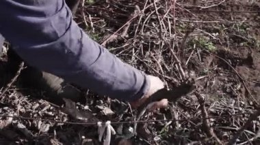 Bahar budama sarmaşığı eski bir makas. Üzüm bağı. Kapat.