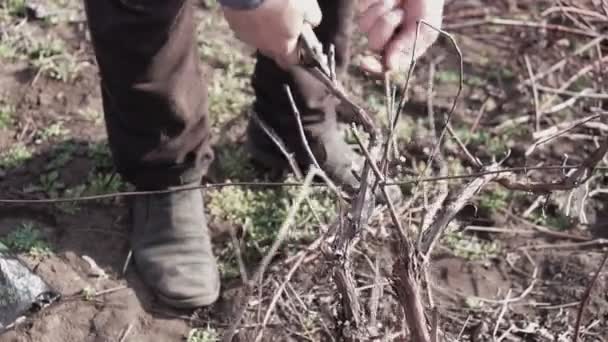 Vårens Beskärande Gamla Sax Vingård Närbild — Stockvideo